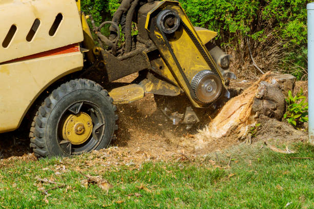 How Our Tree Care Process Works  in  South Deerfield, MA